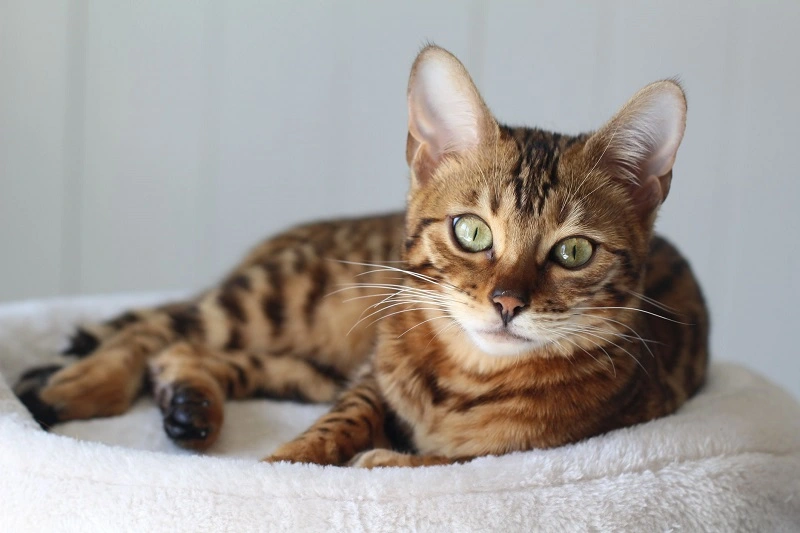 Does the toyger need special care?