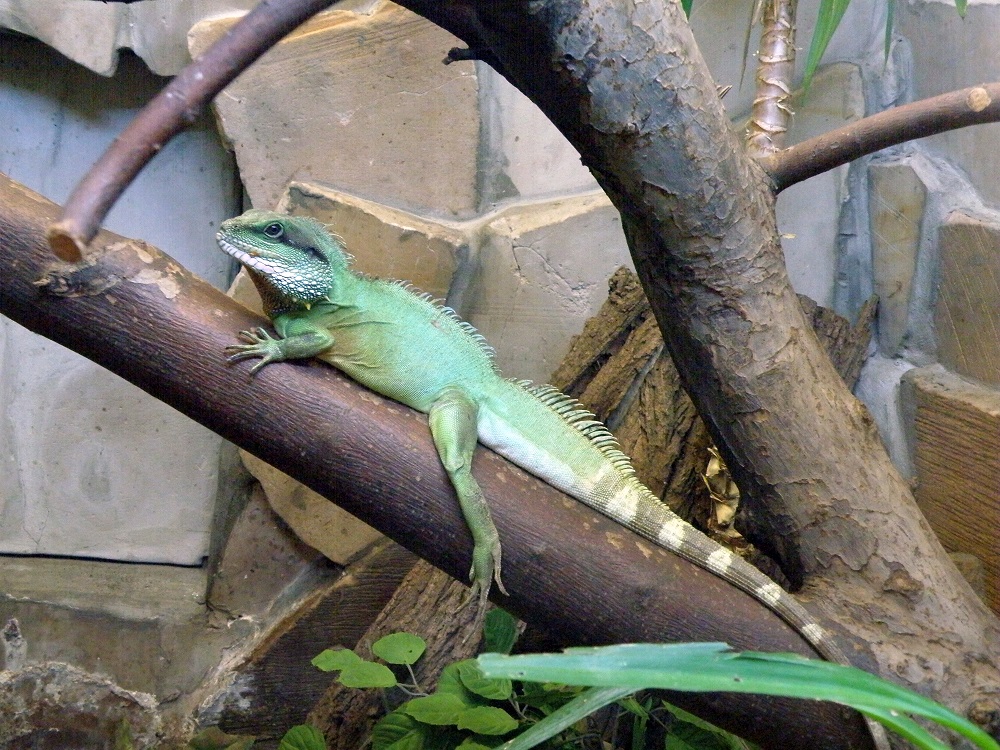 What does the Chinese water dragon look like?