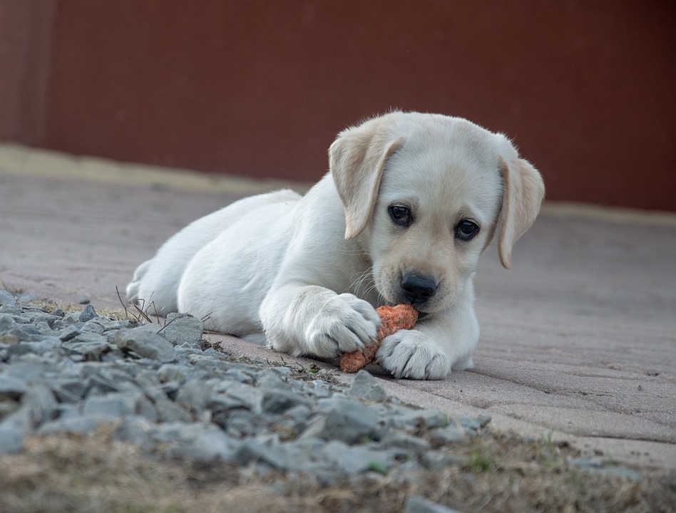 Cibo per cani cucinato a casa - Preparare cibi deliziosi per il vostro cane