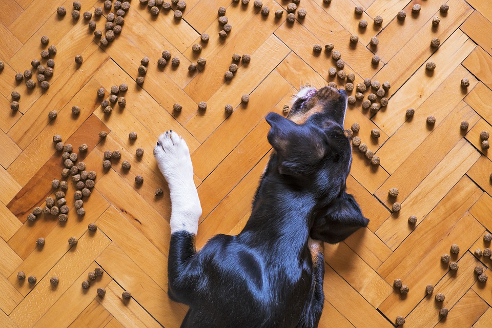 Cibo per cani acquistato al supermercato o cucinato in casa?