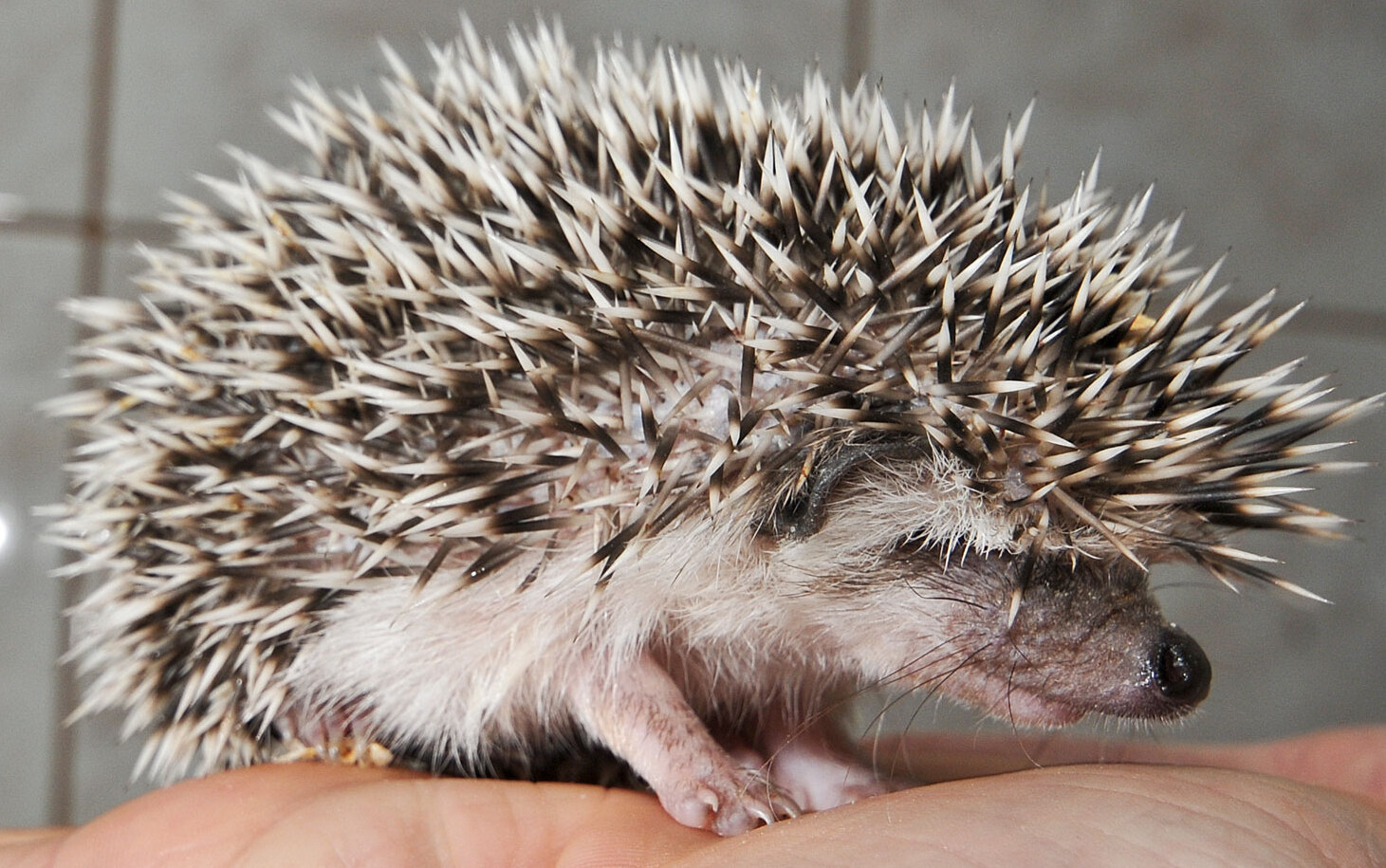 Igel als Haustier - ist er ein gutes Tier für Kinder?