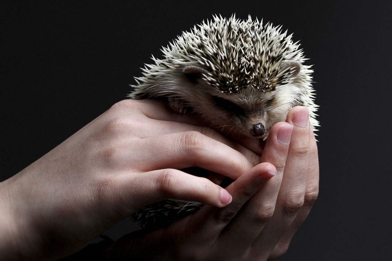 Wie pflegt man einen Igel als Haustier?