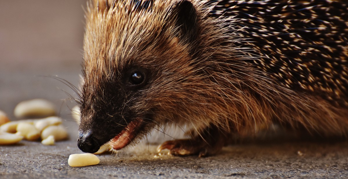 Cosa mangia il riccio pigmeo africano?