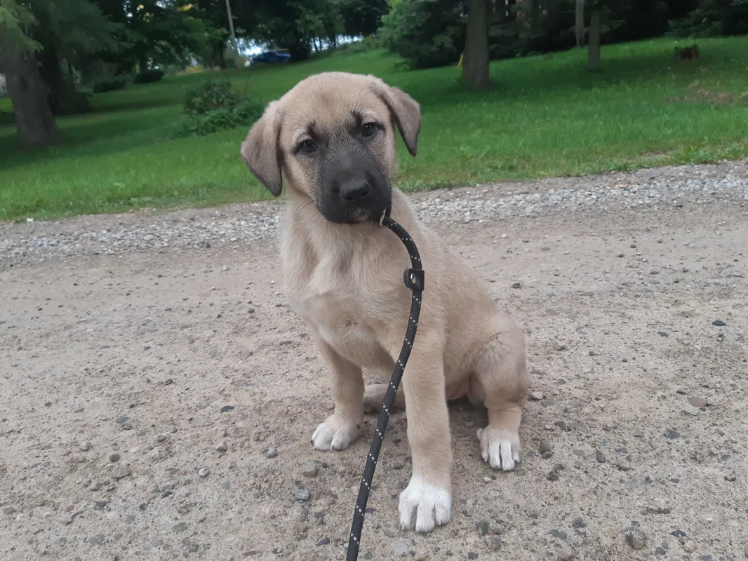 Prezzo del cane Kangal. Quanto costa il Kangal turco?