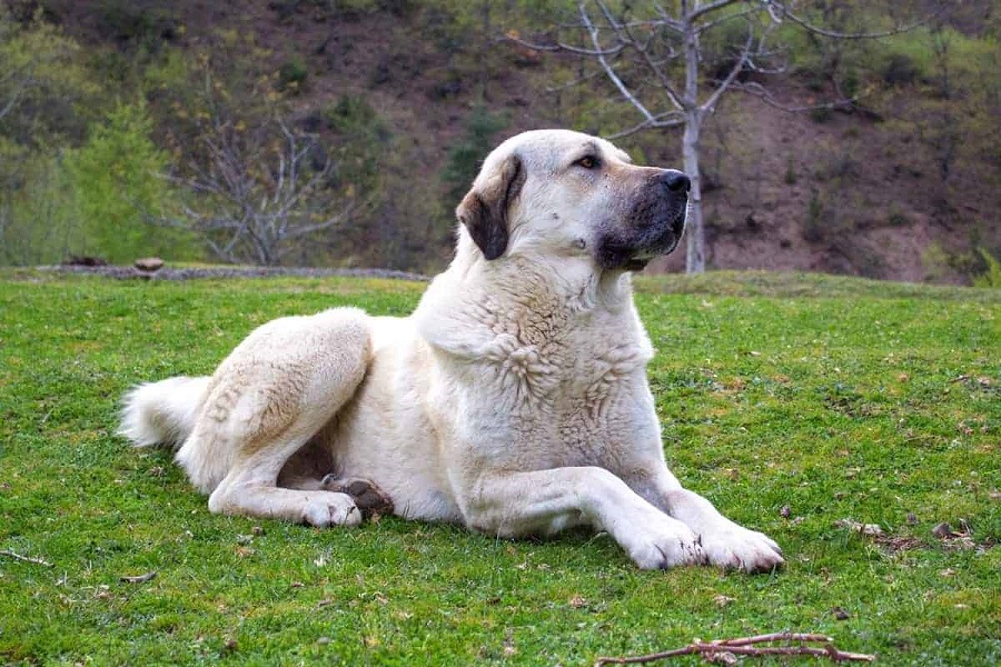 Il cane da pastore Kangal ha bisogno di una dieta speciale?