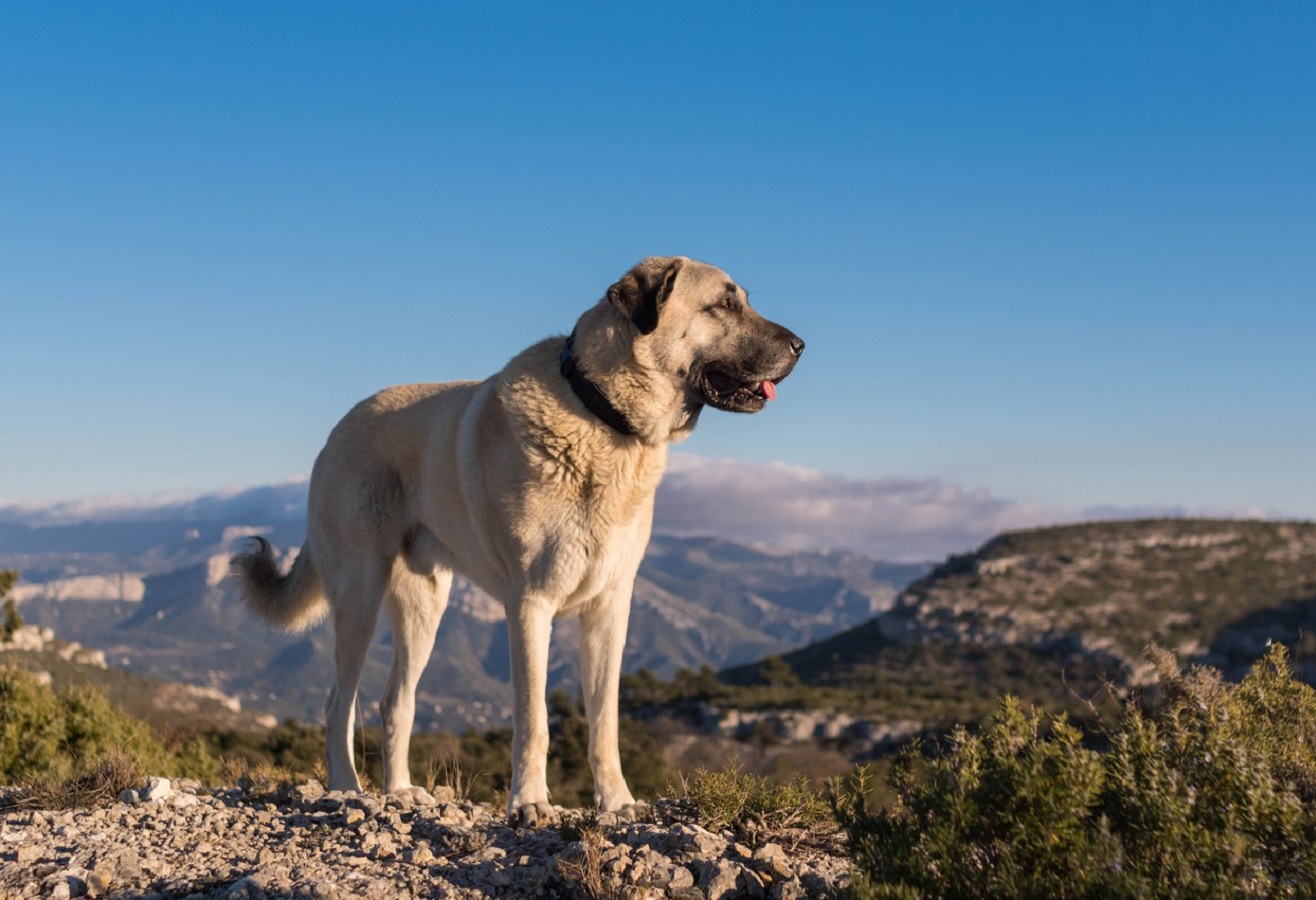 Kangal Hund - Erfahren Sie mehr über Temperament und Bedürfnisse von Kangal Hunden