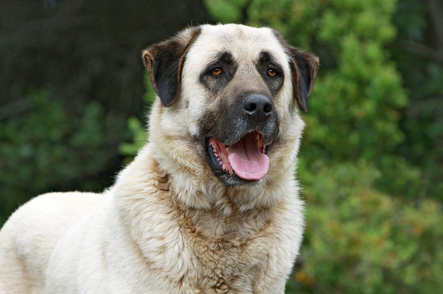 Da dove viene il cane da pastore Kangal e che aspetto ha?