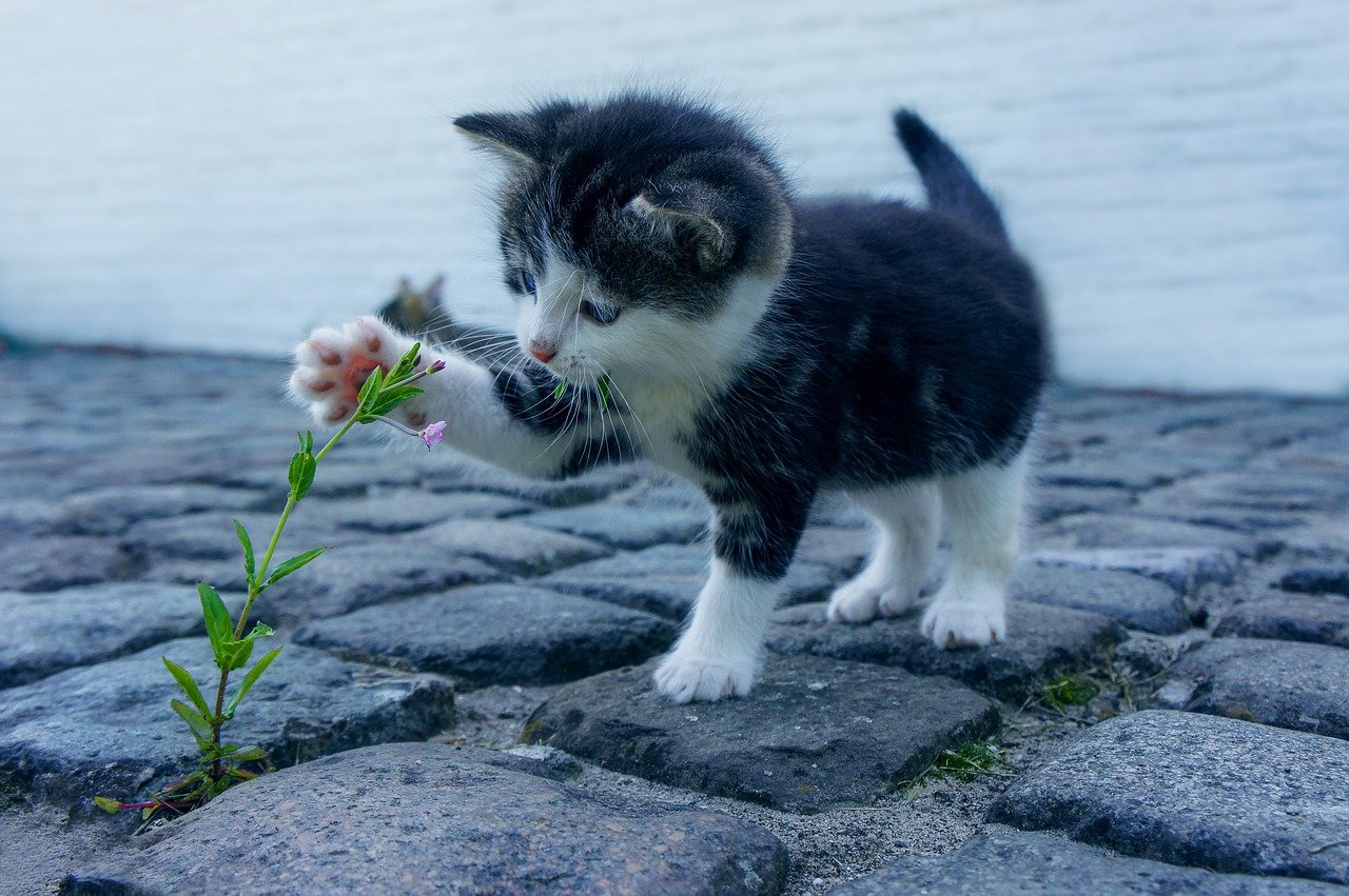 Wann brauchen Sie einen Katzenverhaltensforscher?