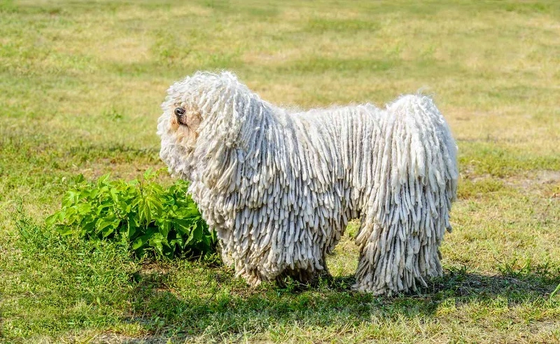 The Komondor dog – diseases