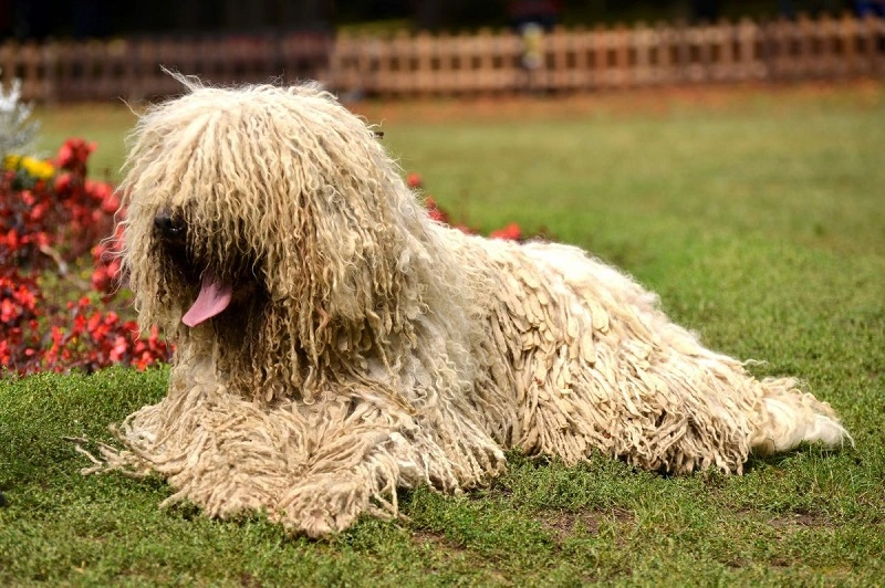 Does the Komondor dog need any special diet?