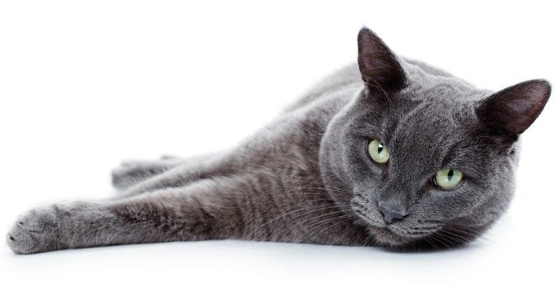 What are common diseases the Korat cat might suffer from?