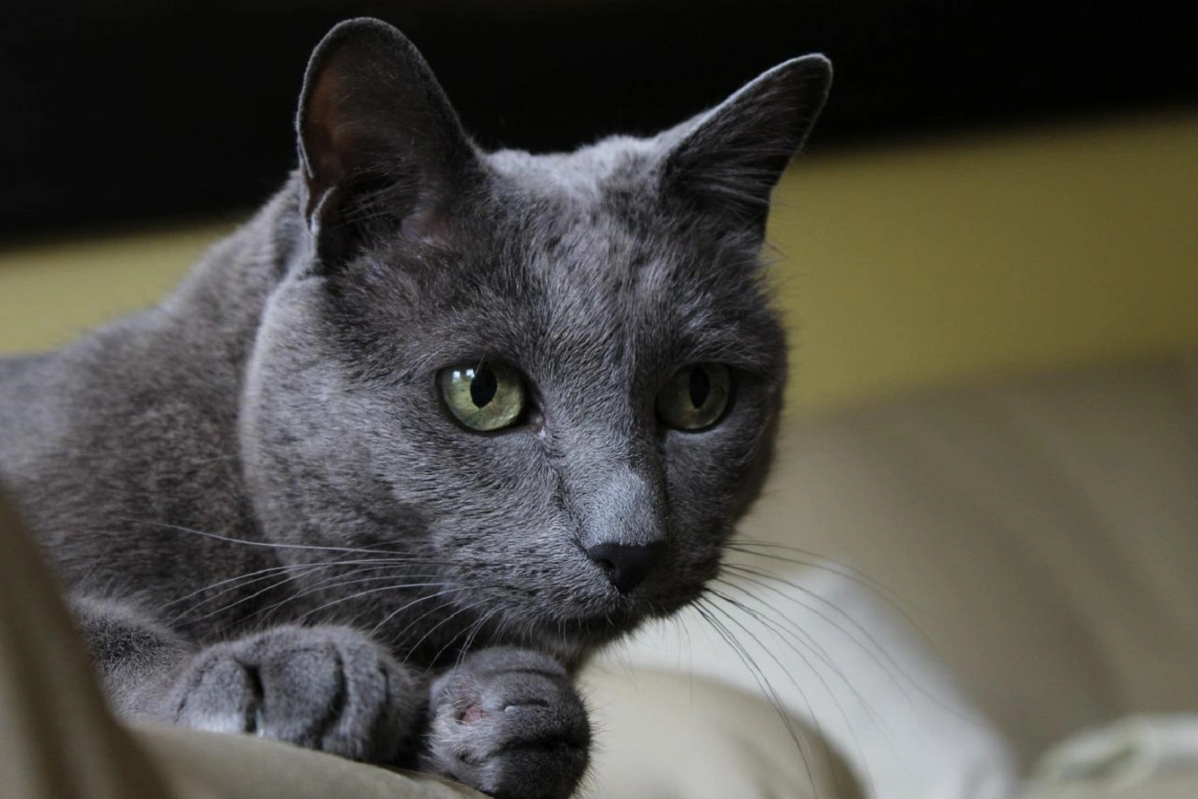 The Rare Korat Cat - Check Its Unique Pesonality, Lifespan & Needs