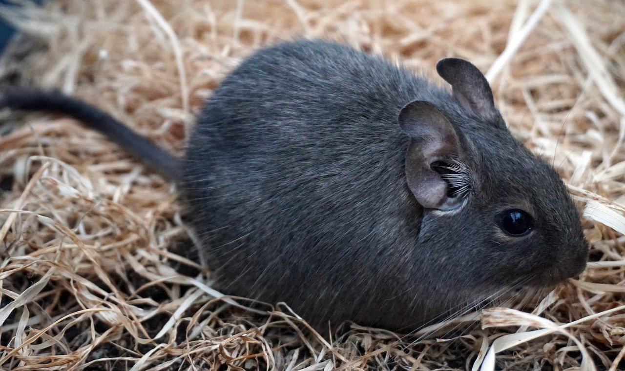 Qual è la migliore gabbia per un animale domestico degu?