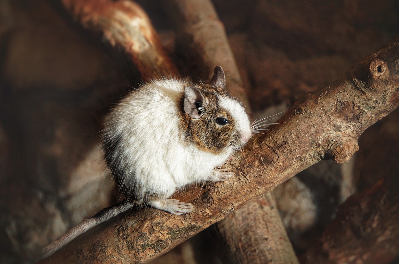 Gewöhnlicher Degu - Was ist ein Degu und Wie Pflegt Man Ihn?