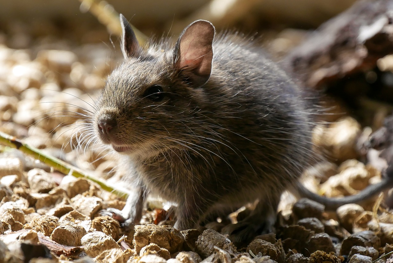 Dove mettere una gabbia con un degu e come prendersene cura?