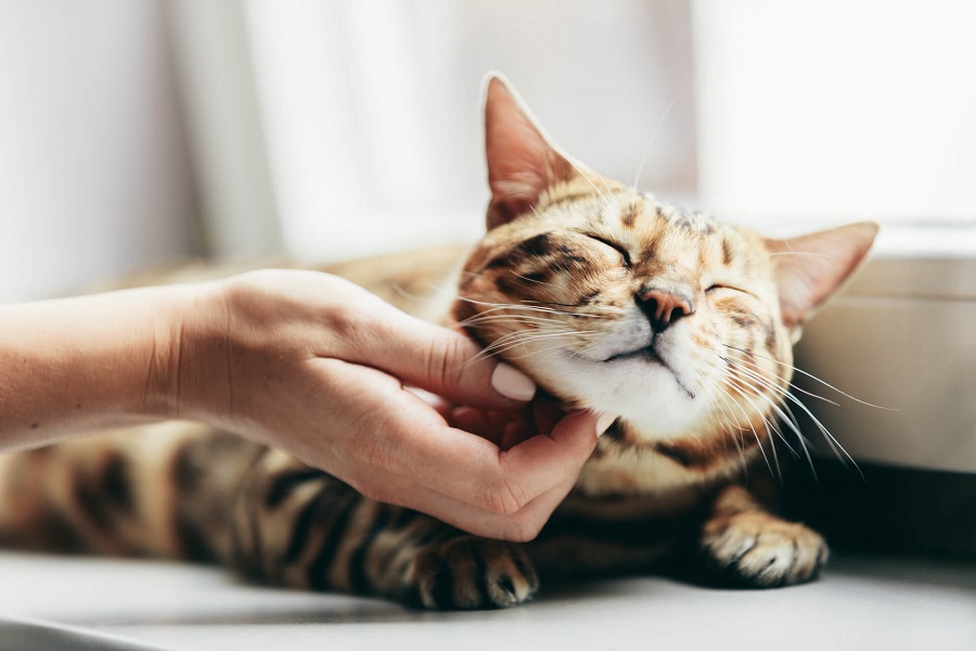 Il gatto del Bengala - cibo e dieta