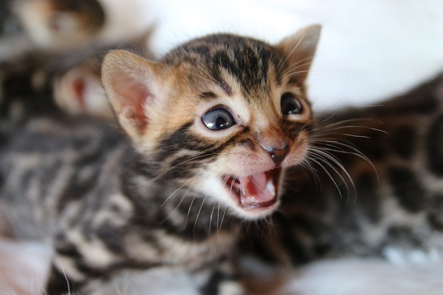 Il gatto del Bengala e altri animali