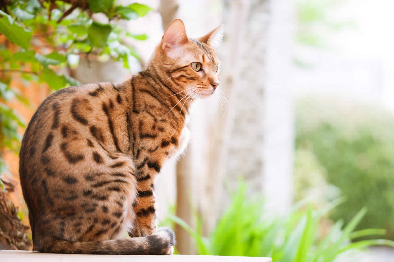 Gatto del Bengala - Cosa Dovresti Sapere Prima di Adottare un Gatto del Bengala