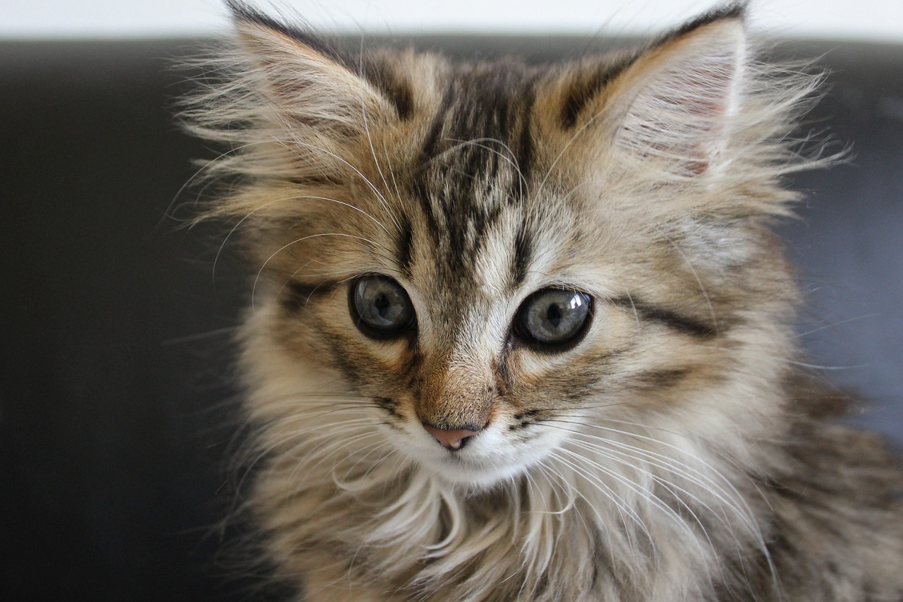 What is the Maine Coon cat known for?