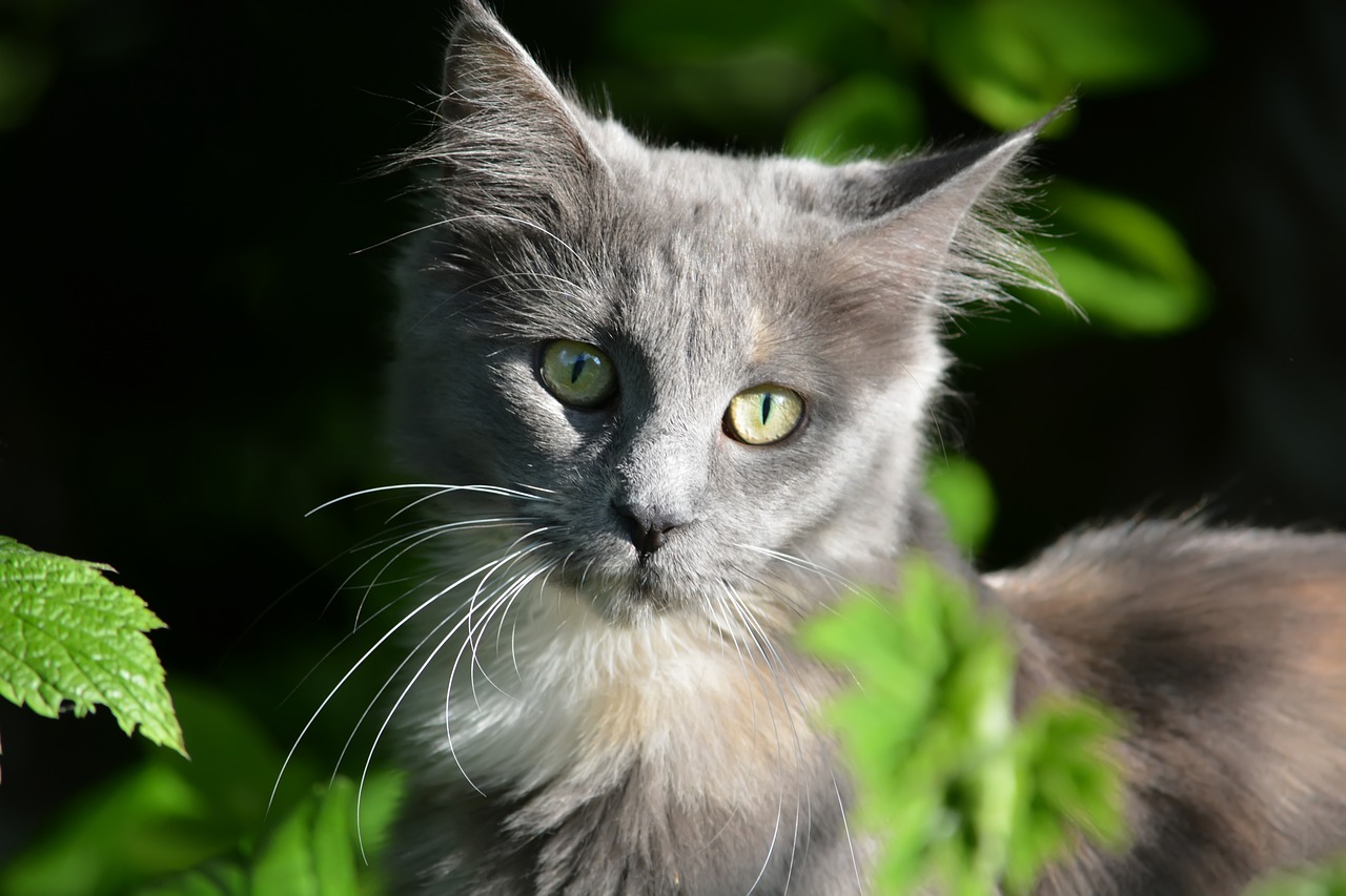 Gatto Maine Coon - Fatti Cruciali Che Devi Sapere Prima di Prenderne Uno