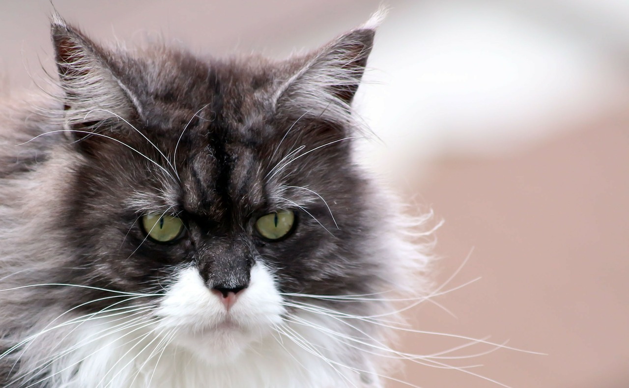 Maine Coon - cena popularnej rasy kotów