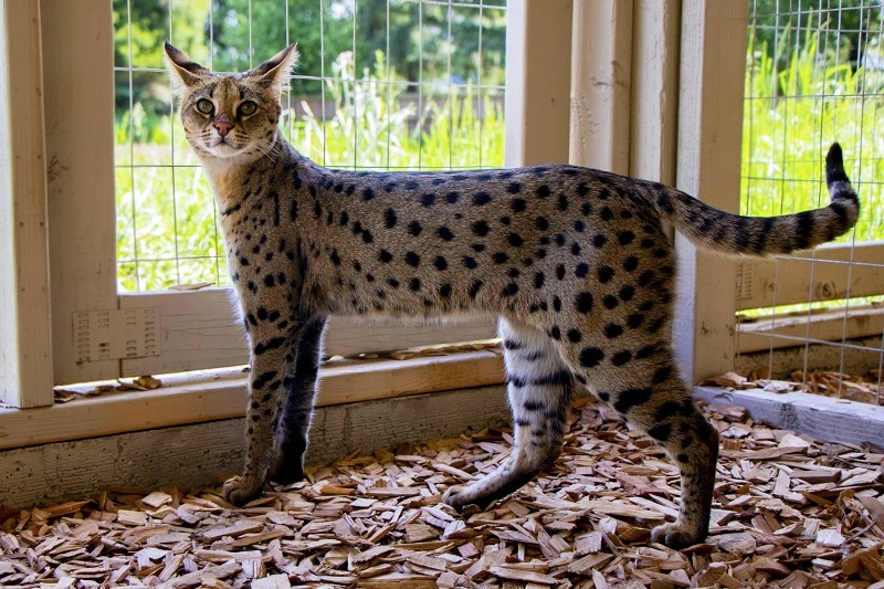 I gatti Savannah necessitano di una dieta speciale?