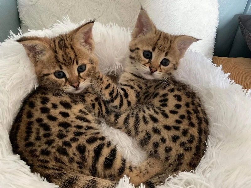 Il gatto Savannah: una razza per tutti?