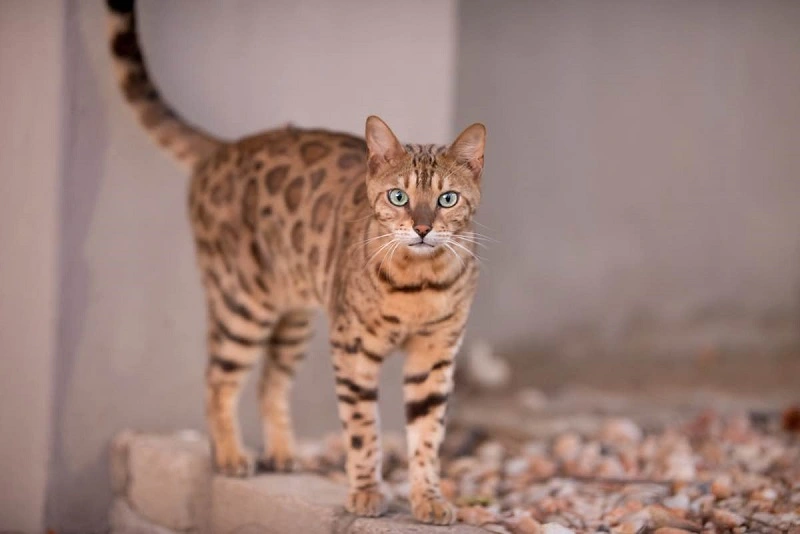 ¿Qué aspecto tiene el gato de la sabana?