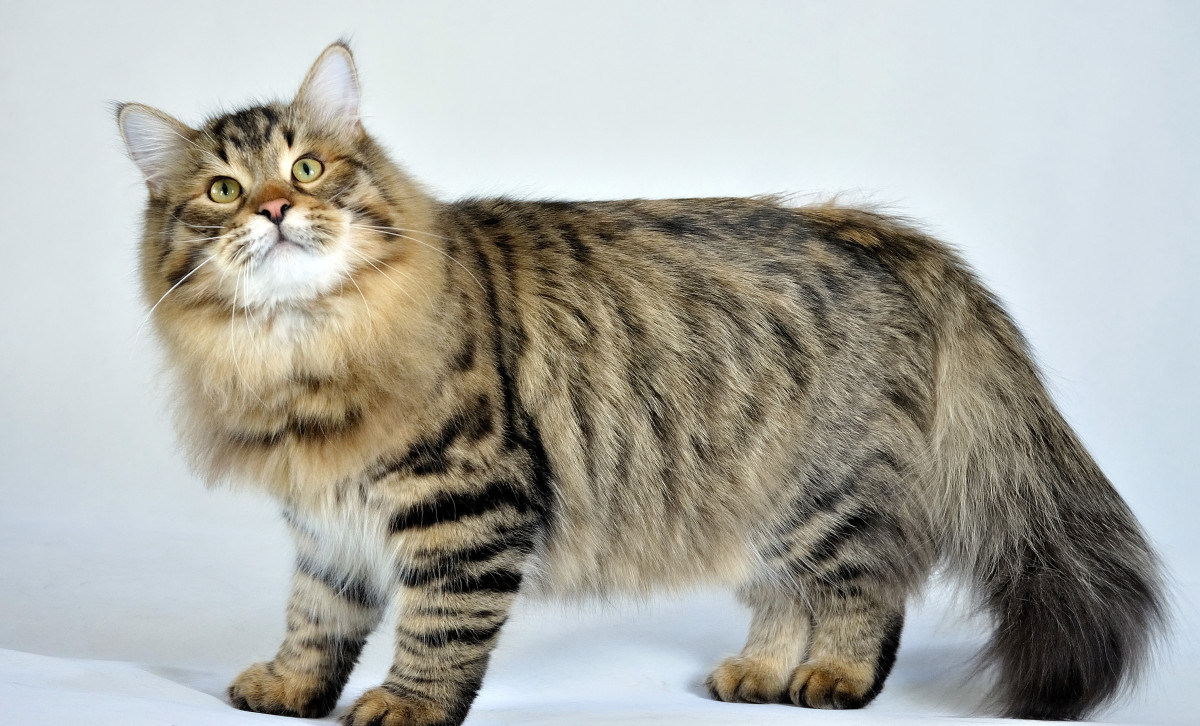 What does a Siberian cat look like?