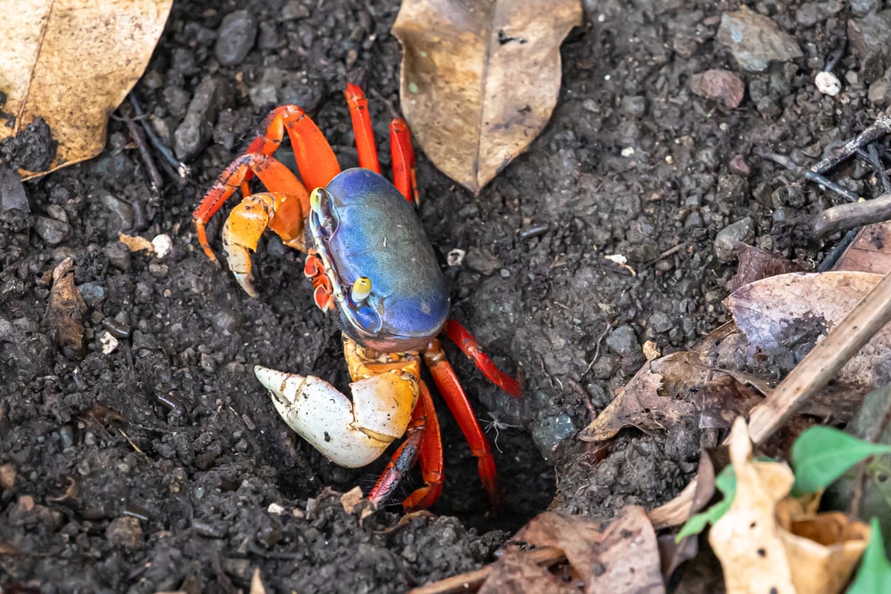 Que mangent les crabes arc-en-ciel ?