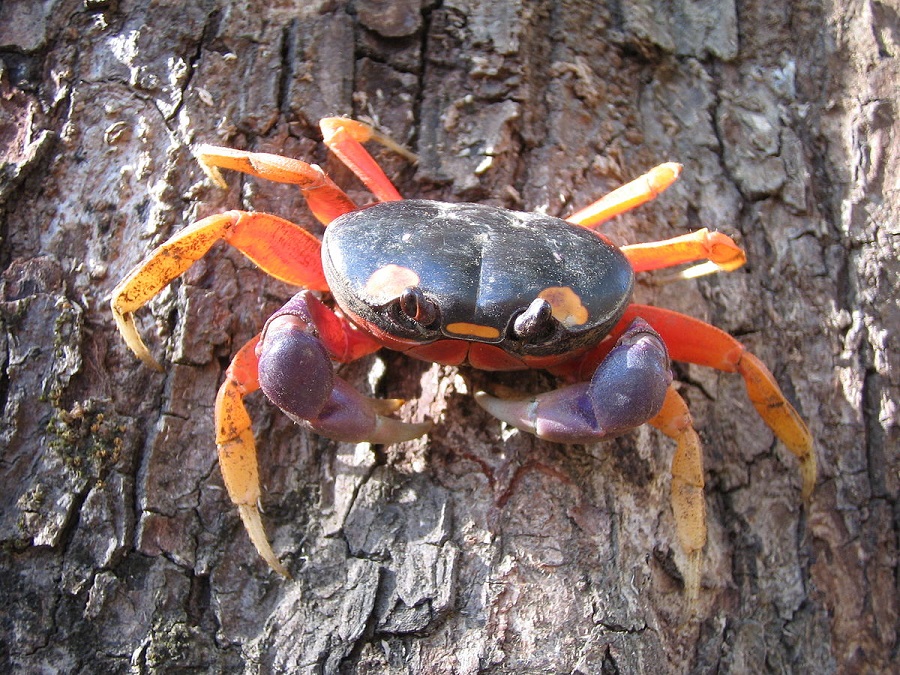 Où puis-je acheter un crabe arc-en-ciel ?