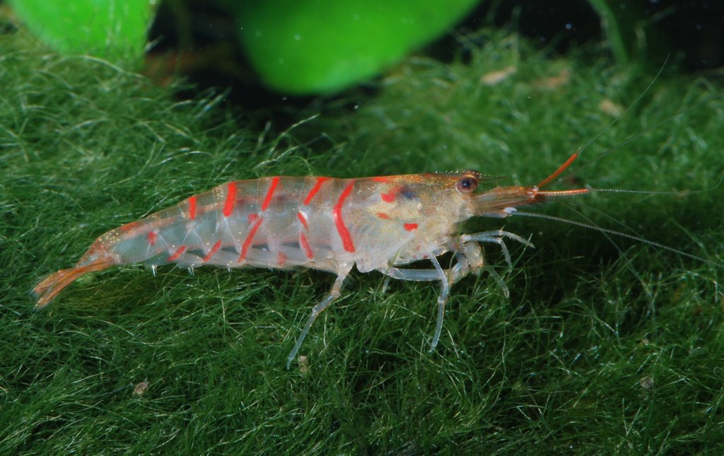 Süßwasser-Aquariengarnelen - nützliches Zubehör