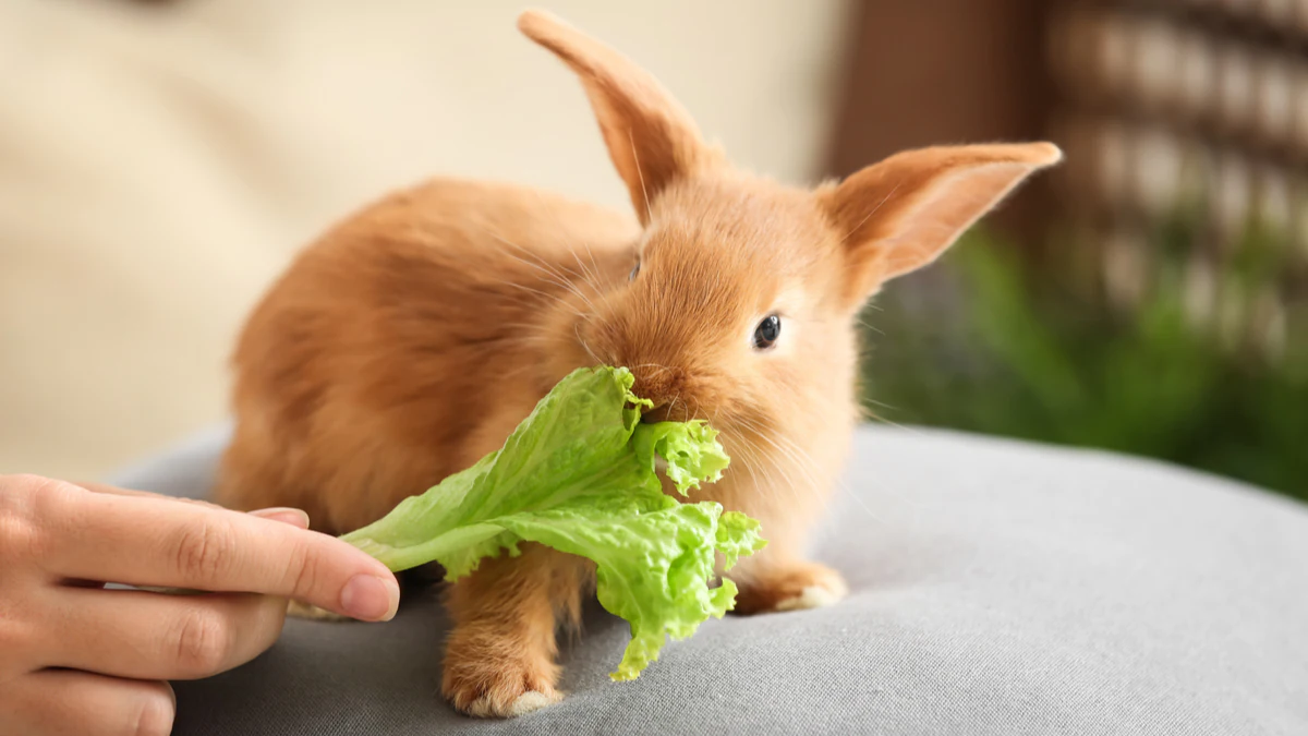 Was fressen Zwergkaninchen?