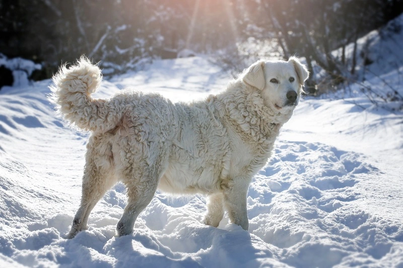 Der Kuvasz-Hund - Preis