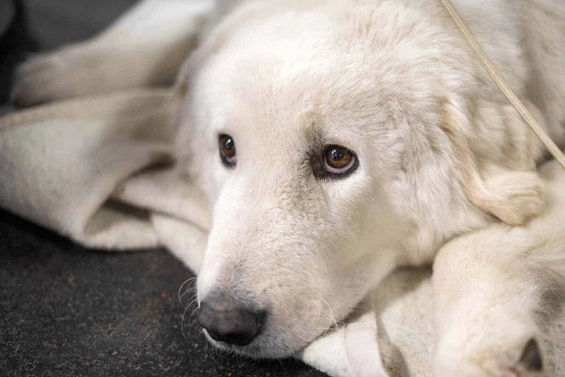 Der ungarische Kuvasz-Hund - Ursprung und Geschichte der Rasse