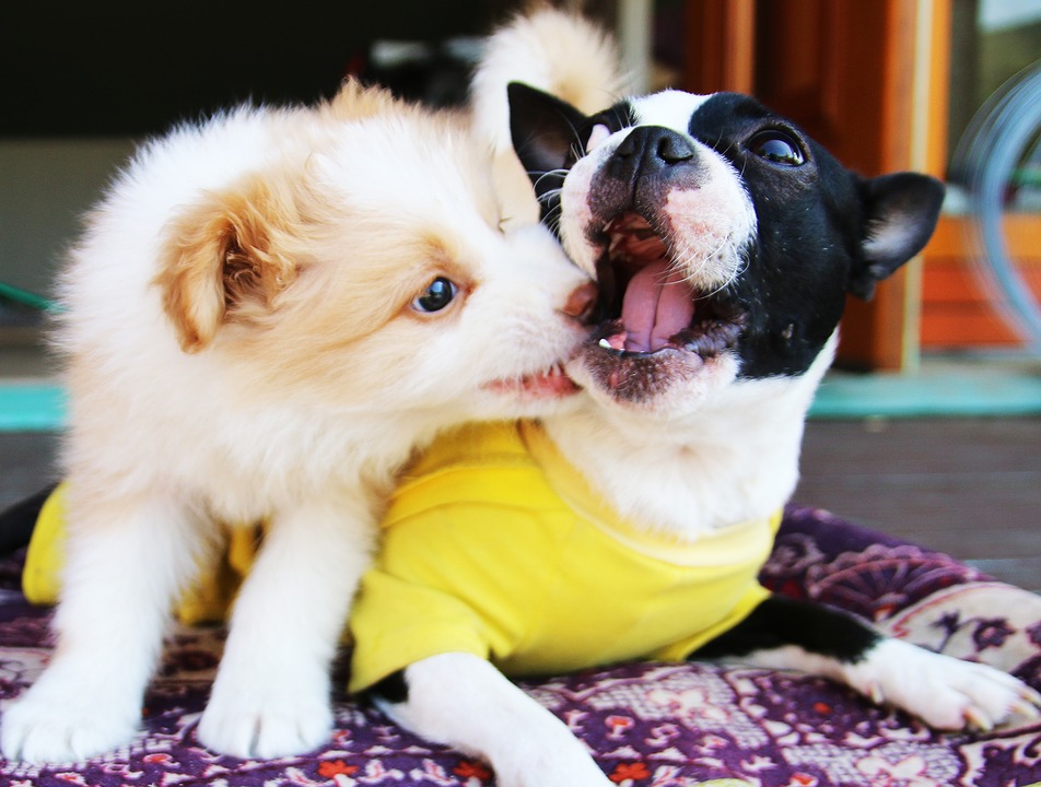 Letti per cani di piccola taglia