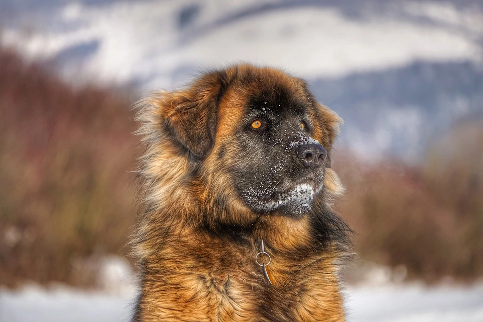 Qual è il prezzo tipico di un cucciolo di Leonberger?