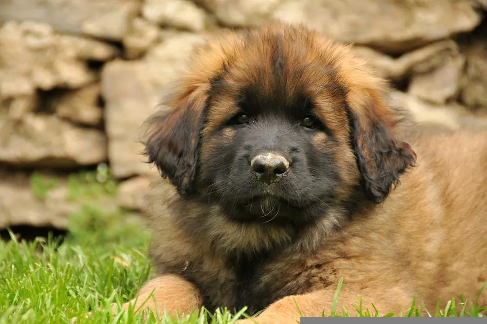 Il Leonberger è un cane adatto a tutti?