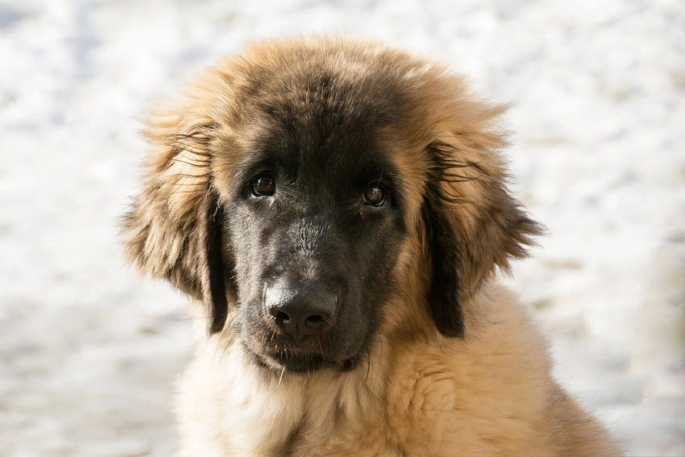 Fatti Salienti sul Cane Leonberger - Temperamento, Durata della vita, Cuccioli