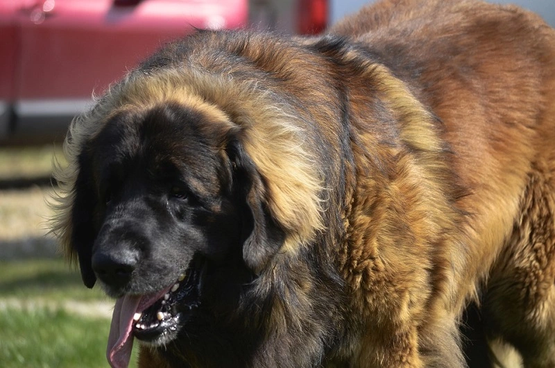 Che aspetto ha il cane Leonberger?