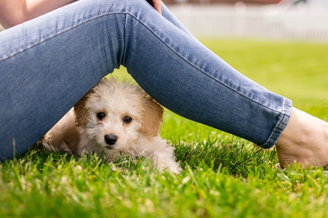 Kleine Hunde - Überprüfen Sie die Beliebtesten Kleinen Hunderassen