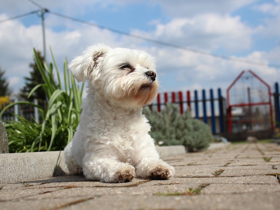 Maltese - piccoli cani che si innamorano rapidamente dei loro proprietari