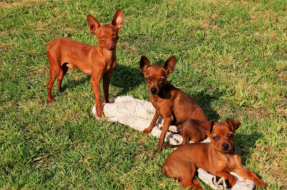 L'aspetto caratteristico dei piccoli cani