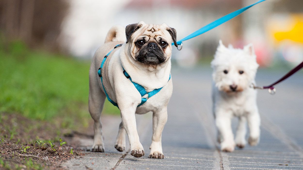 ¿Qué hay que tener en cuenta a la hora de elegir razas de perros para apartamentos?