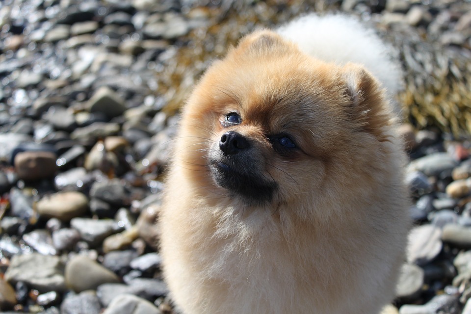 Spitz in miniatura - cani di piccola taglia con pelo lussureggiante