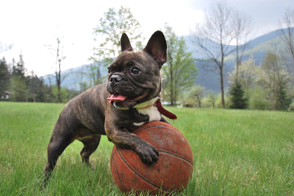 Buldog francese - cani piccoli facili da addestrare