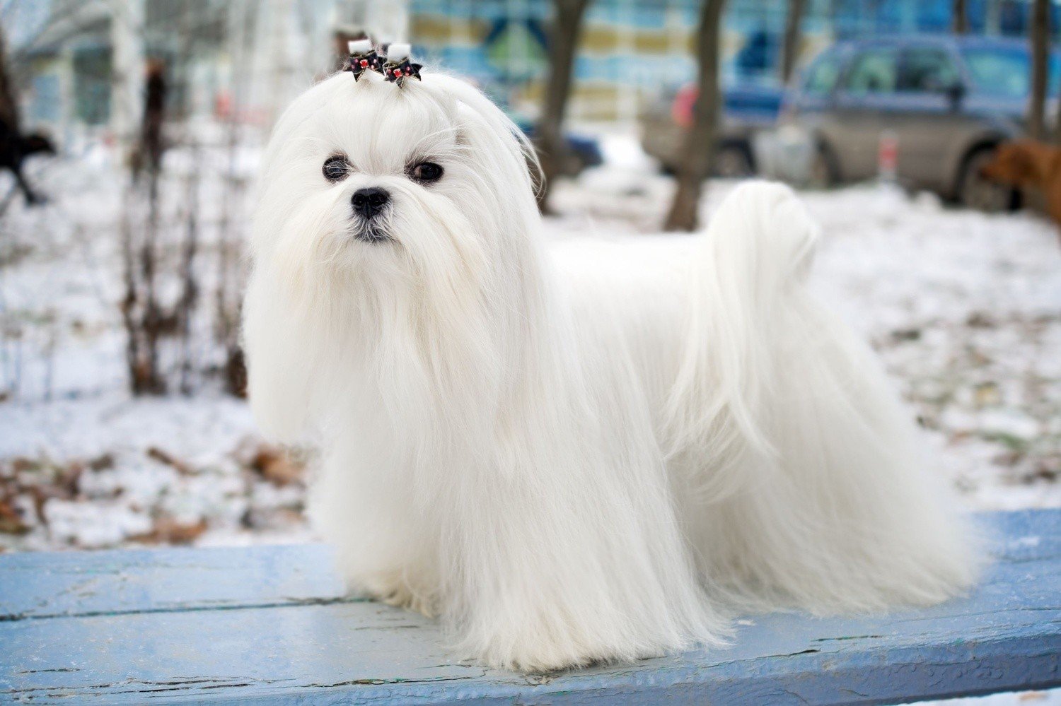 Der Malteser Hund - trendige Frisuren