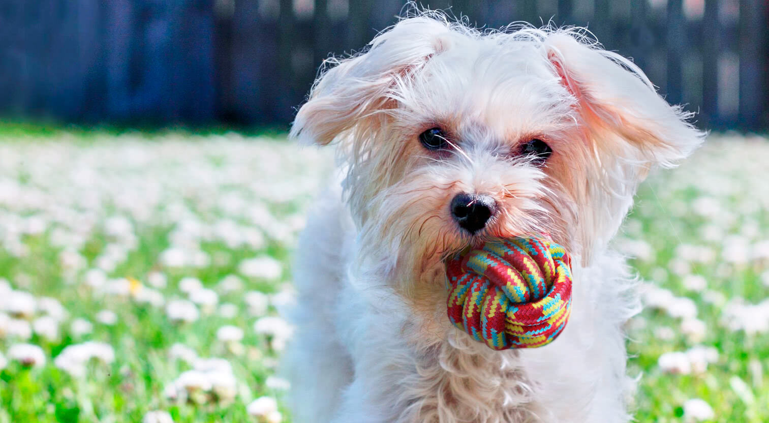 Der Malteser Hund - Temperament