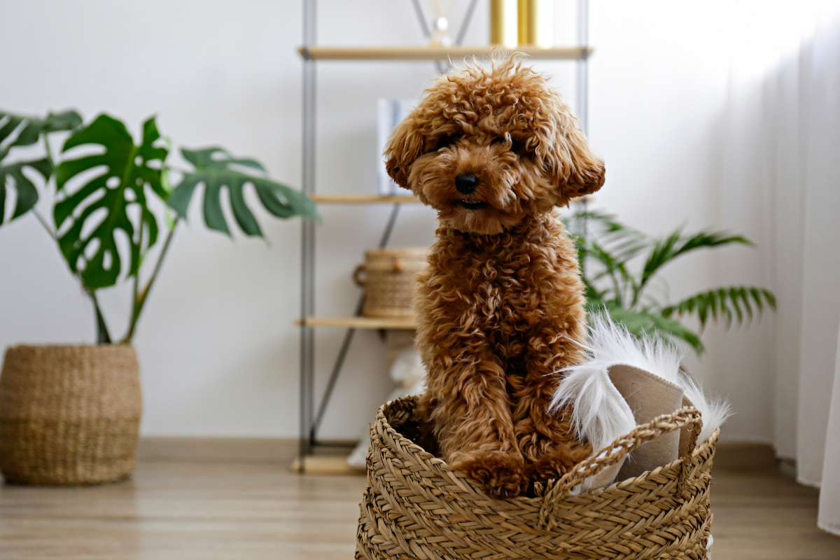 ¿Es el maltipoo un perro activo?