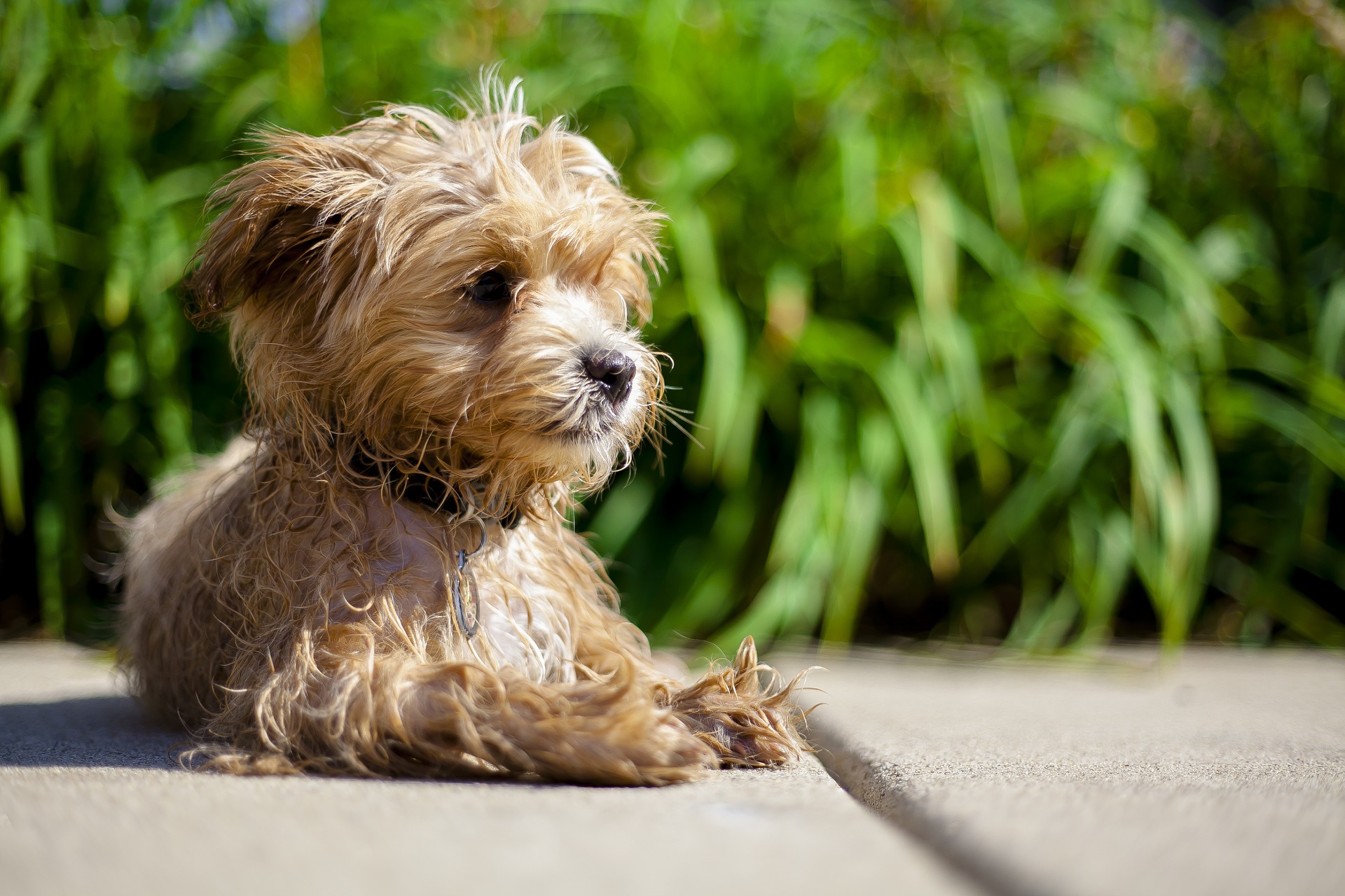 Cane Maltipoo - Taglia, Durata Della Vita, Temperamento e Cura